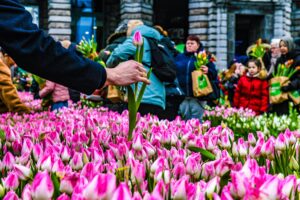 Vijfde tulpenplukactie in Antwerpen op 20 januari (13 – 16 u)
