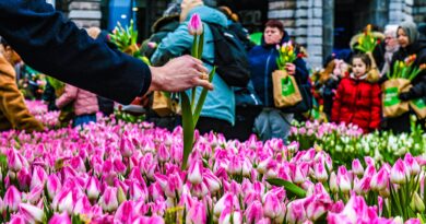 Vijfde tulpenplukactie in Antwerpen op 20 januari (13 – 16 u)