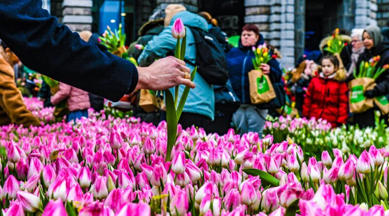 Vijfde tulpenplukactie in Antwerpen op 20 januari (13 – 16 u)