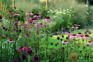 In de bres voor het bodemleven: Echinacea Allium Molinia