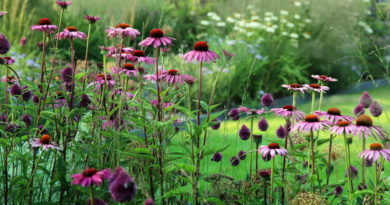 In de bres voor het bodemleven: Echinacea Allium Molinia