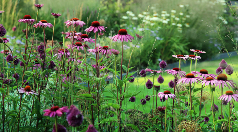 In de bres voor het bodemleven: Echinacea Allium Molinia