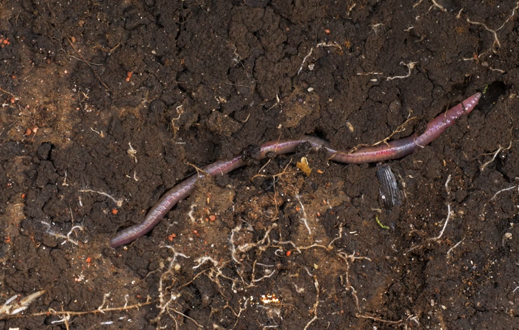In de bres voor het bodemleven: Regenworm