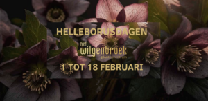 Helleborusdagen 2024 in Het Wilgenbroek