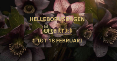 Helleborusdagen 2024 in Het Wilgenbroek