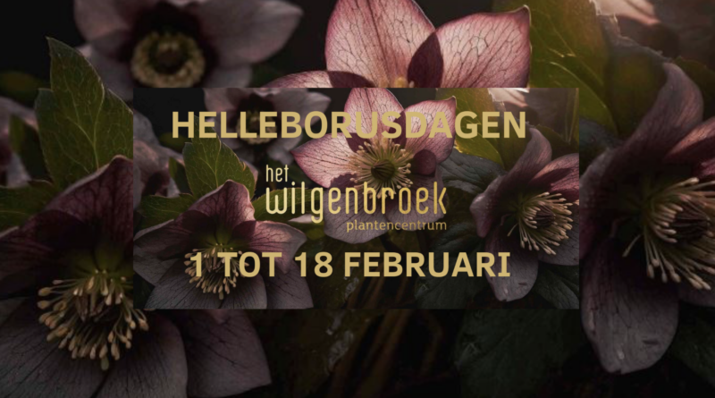 Helleborusdagen 2024 in Het Wilgenbroek