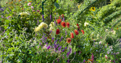 Een mix van Dahlia's, geïnspireerd door de tuin van Claude Monet in Normandië.