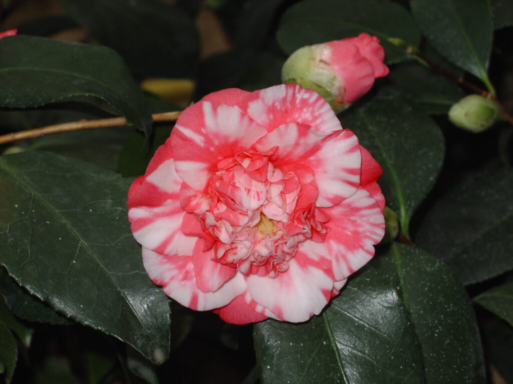 Camelia