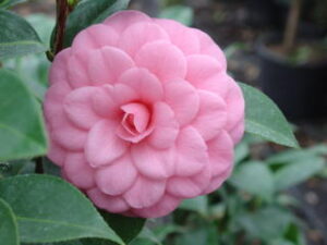 Camelia