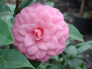 Camelia