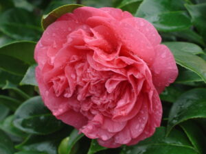 Camelia