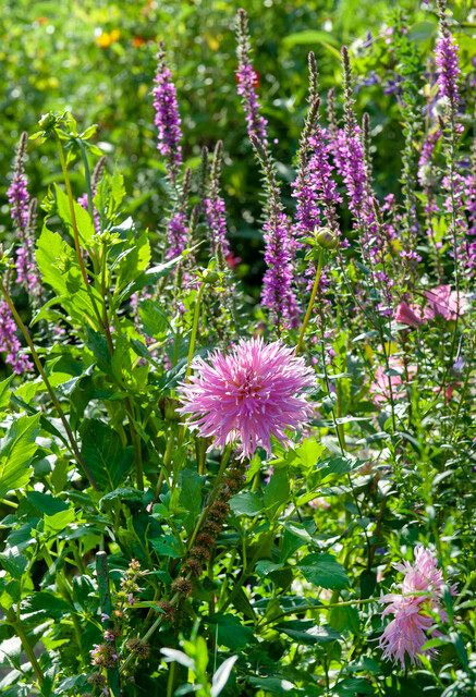 Dahlia, net zoals in de Tuin van Claude Monet