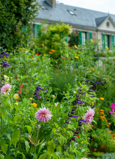 Dahlia, net zoals in de Tuin van Claude Monet