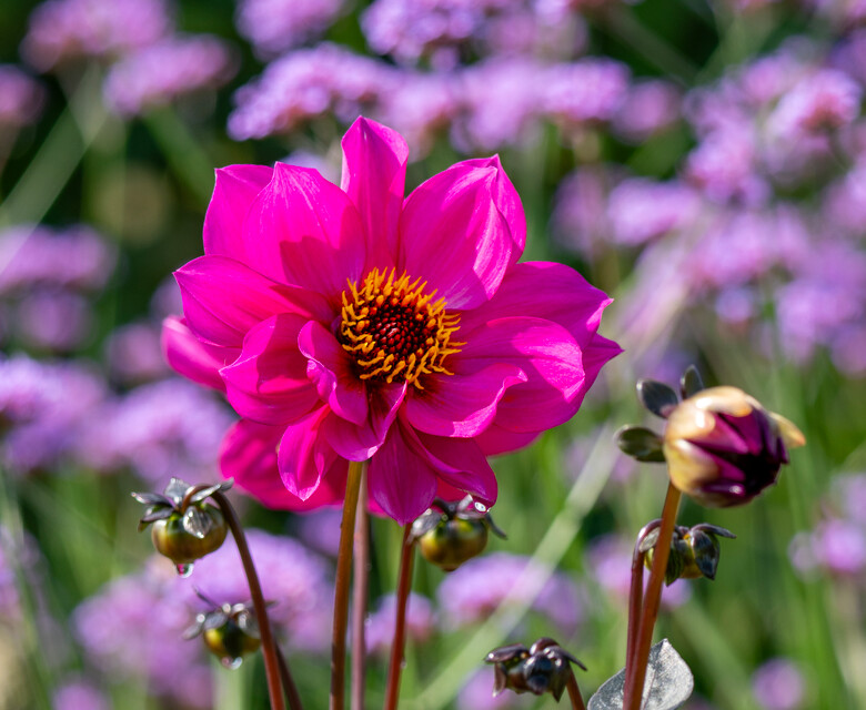 Dahlia, net zoals in de Tuin van Claude Monet