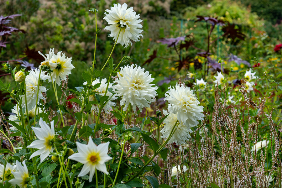 Dahlia