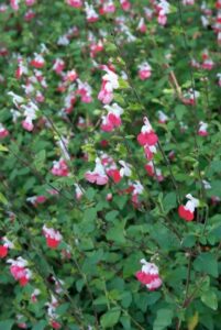 Top 10 vaste planten voor een droge bodem: Salvia 'Hot Lips'