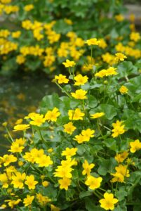 Vaste planten van de toekomst: een klimaatbestendig assortiment