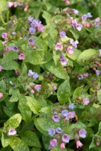 Top 10 vaste planten voor een droge bodem: Pulmonaria
