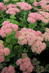 Top 10 vaste planten voor een droge bodem: Sedum 'Brillant'