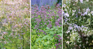 Top 10 vaste planten voor een droge bodem