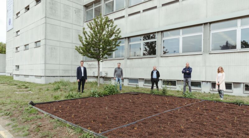 De kracht van rietvelden bij waterzuivering
