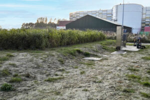 De kracht van rietvelden bij waterzuivering