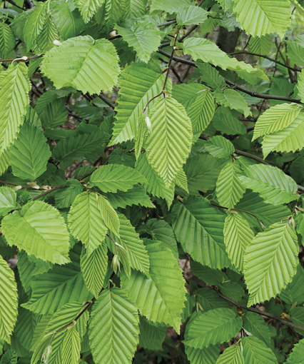 Carpinus betulus
