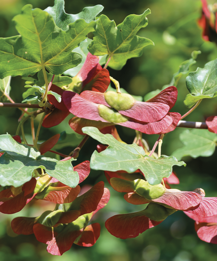 Acer campestre