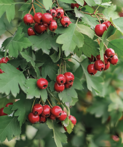 Crataegus monogyna