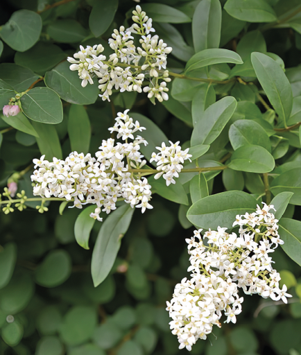 Ligustrum ovalifolium