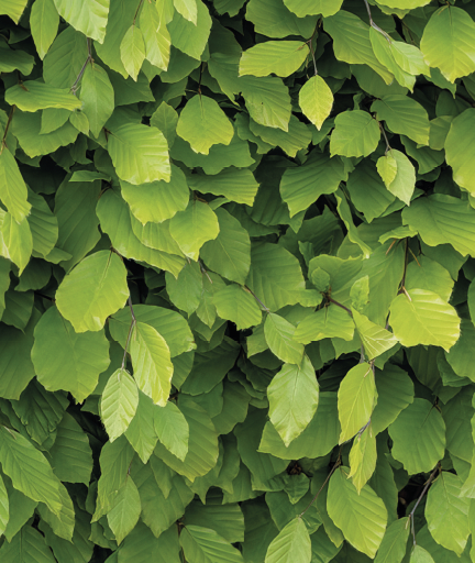 Fagus sylvatica