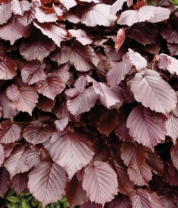 Fagus syl. 'Atropunicea'