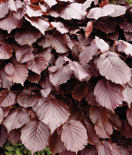 Fagus syl. 'Atropunicea' 