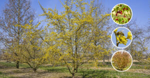 Boom in de kijker: Cornus mas (gele kornoelje)