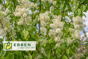 Boom in de kijker: Prunus maackii 'Amber Beauty'