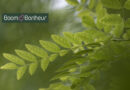 Boom in de kijker: Styphnolobium japonicum, elegante schaduw en seizoensbeleving voor de stad