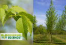 Boom in de kijker: Ulmus ‘San Zanobi’