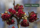 Boomkwekerij Boom & Bonheur geeft meer info over Parrotia persica.