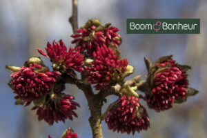 Boomkwekerij Boom & Bonheur geeft meer info over Parrotia persica.