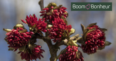 Boomkwekerij Boom & Bonheur geeft meer info over Parrotia persica.