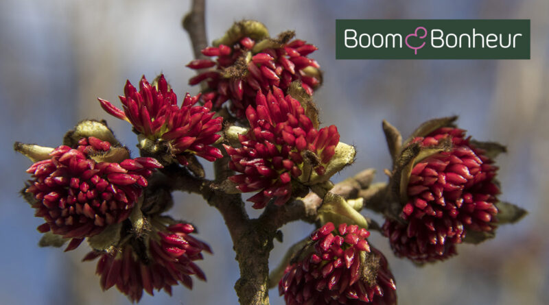 Boomkwekerij Boom & Bonheur geeft meer info over Parrotia persica.