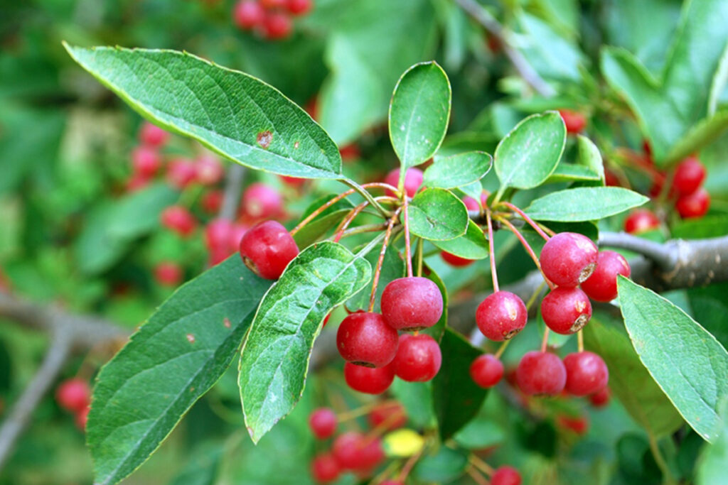 Malus toringo var. sargentii is ideaal voor in tuinen, parken en plantsoenen, waar hij diepte creëert of juist op ooghoogte iets afschermt. Maar ook in boombakken en op daken, waar de boom door de lage vorm weinig last heeft van wind, komt deze lage brede soort tot zijn recht.