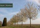 Prunus avium, een vertrouwde inheemse schoonheid