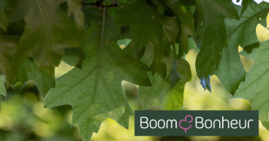 Quercus palustris ‘Green Dwarf’ gekweekt door Boom & Bonheur is een dwergvorm van de moeraseik die door zijn compacte, dicht vertakte groeiwijze zeer geschikt is voor kleinere tuinen, strakke ontwerpen en bakken op dakterrassen.