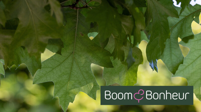 Quercus palustris ‘Green Dwarf’ gekweekt door Boom & Bonheur is een dwergvorm van de moeraseik die door zijn compacte, dicht vertakte groeiwijze zeer geschikt is voor kleinere tuinen, strakke ontwerpen en bakken op dakterrassen.