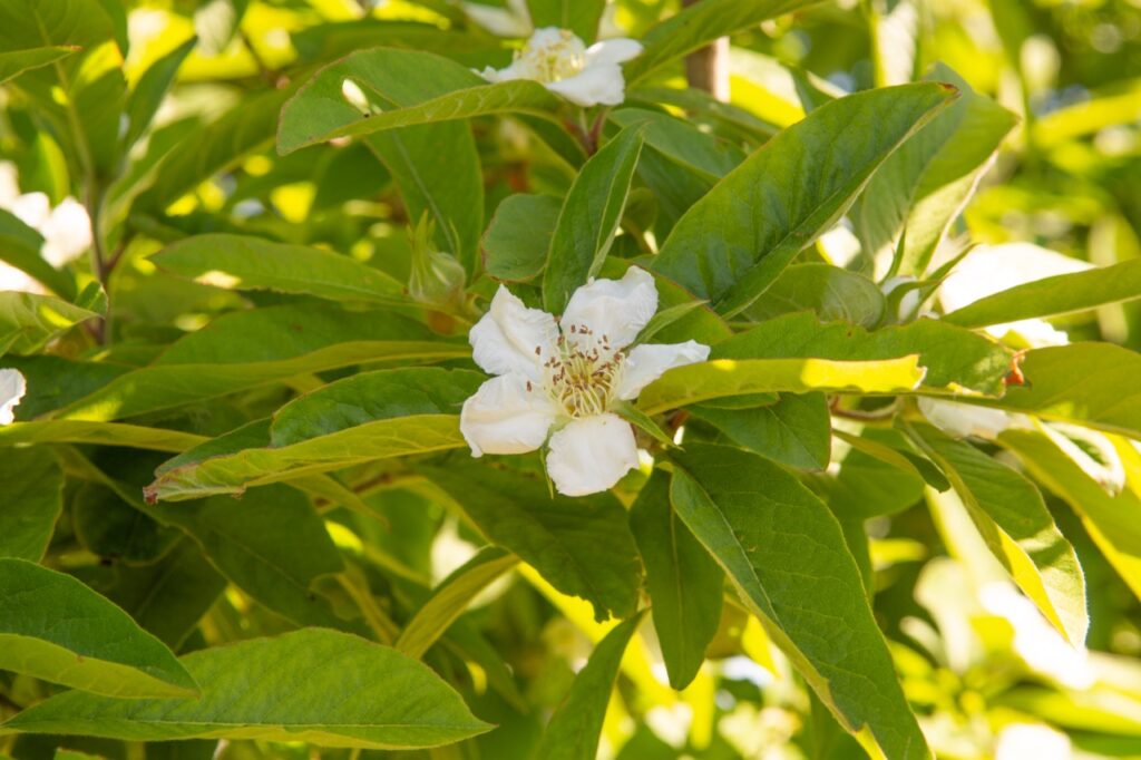 Mespilus germanica