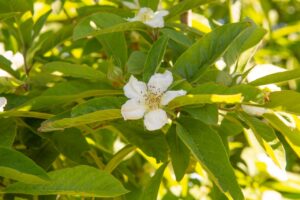 Mespilus germanica
