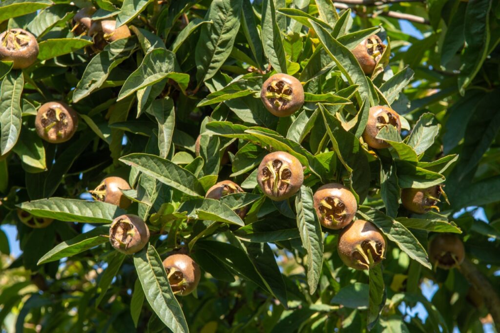 Mespilus germanica