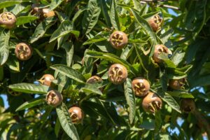 Mespilus germanica