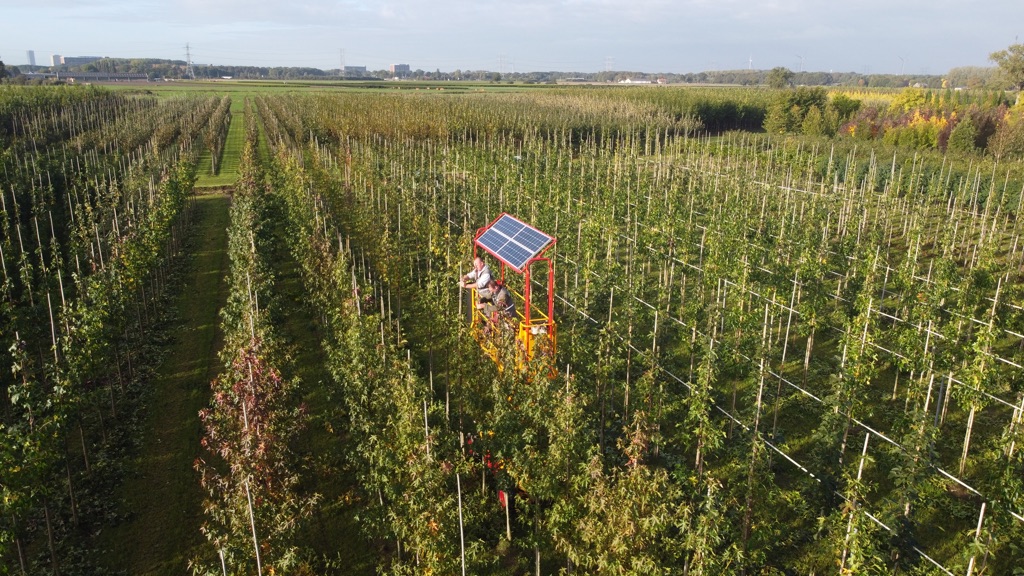 Boomkwekerij Udenhout: nuchter vakmanschap met toekomstvisie